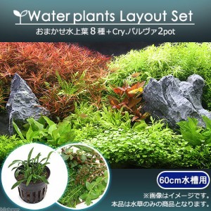 （水草）おまかせ水上葉　レイアウトセット　６０ｃｍ水槽用　８種＋Ｃｒｙ．パルヴァ（２ポット）（水草説明書付）