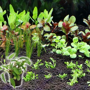 （水草）おまかせ水上葉　レイアウトセット　３０ｃｍ水槽用　６種＋Ｃｒｙ．ウェンティーグリーン（１ポット分）（説明書付）