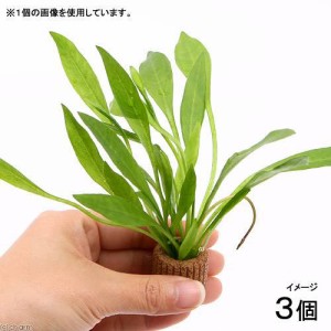 （水草）ライフマルチ（茶）チェーンアマゾン（水上葉）（無農薬）（３個）