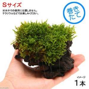 （観葉植物）苔　テラ向け　ハイゴケ付流木　Ｓサイズ（約１５ｃｍ）（１本）