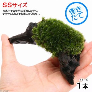 （観葉植物）苔　テラ向け　ヤマゴケ付流木　ＳＳサイズ（約１０ｃｍ）（１本）