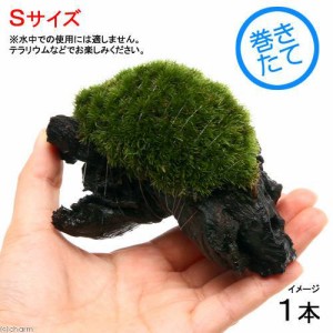 （観葉植物）苔　テラ向け　ヤマゴケ付流木　Ｓサイズ（約１５ｃｍ）（１本）