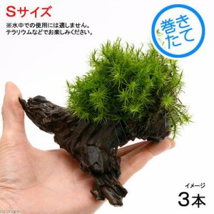 （観葉植物）苔　テラ向け　シッポゴケ付流木　Ｓサイズ（約１５ｃｍ）（３本）