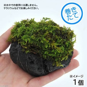 （観葉植物）苔　テラ向け　シノブゴケ付溶岩石　Ｓサイズ（約８〜１０ｃｍ）（１個）