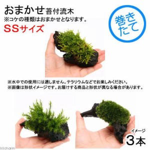 （観葉植物）苔　テラ向け　おまかせ苔付流木　ＳＳサイズ（約１０ｃｍ）（３本）