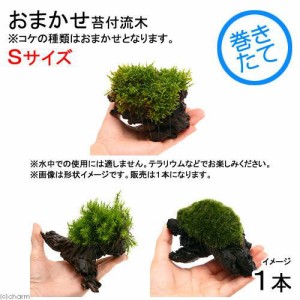 （観葉植物）苔　テラ向け　おまかせ苔付流木　Ｓサイズ（約１５ｃｍ）（１本）