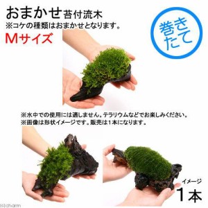 （観葉植物）苔　テラ向け　おまかせ苔付流木　Ｍサイズ（約２０ｃｍ）（１本）