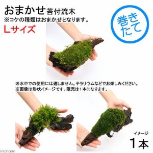 （観葉植物）苔　テラ向け　おまかせ苔付流木　Ｌサイズ（約２５ｃｍ）（１本）