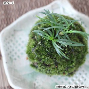 （盆栽）苔玉　リュウノヒゲ（１個）　観葉植物　コケ玉