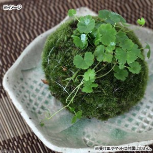 （盆栽）苔玉　ノチドメ（１個）　観葉植物　コケ玉