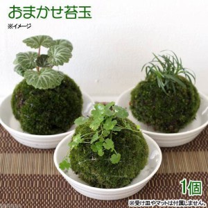 （盆栽）苔玉　植物おまかせ（１個）コケ玉