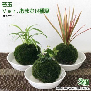 （盆栽）苔玉　おまかせ観葉（３個）　観葉植物　コケ玉