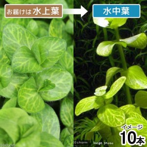 （水草）イエローバコパ　斑入り（水上葉）（無農薬）（１０本）