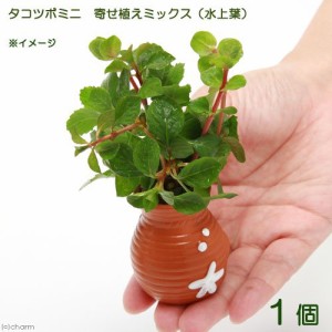 （水草）タコツボミニミニ　寄せ植えミックス（水上葉）（無農薬）（１個）