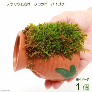 （観葉植物）苔　テラ向け　タコツボ　ハイゴケ付き（１個）