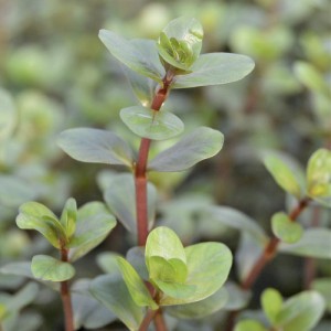 （水草）ロタラｓｐ．コントム産（水上葉）（無農薬）（１０本）