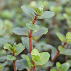 （水草）ロタラｓｐ．コントム産（水上葉）（無農薬）（２０本）