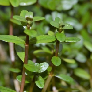 （水草）ロタラｓｐ．ニーラギリ（水上葉）（無農薬）（１０本）