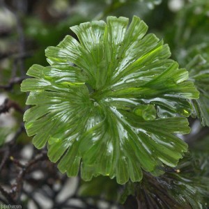 （観葉植物）苔　ウチワゴケ　半パック