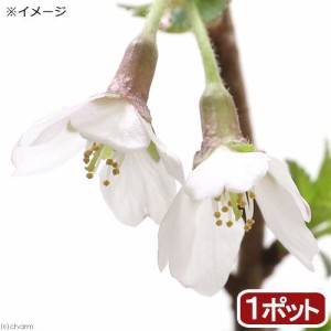 （山野草）盆栽　サクラ（桜）湖上の舞（コジョウノマイ）雲竜富士桜　３号（１ポット）