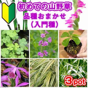 （山野草）初めての山野草　品種おまかせ（入門種）（３ポット）