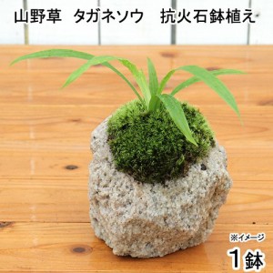 （山野草）苔盆栽　抗火石鉢植え　タガネソウ（１鉢）