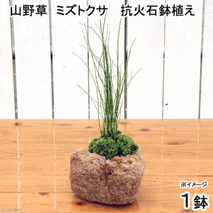 （山野草）苔盆栽　抗火石鉢植え　ミズトクサ（１鉢）