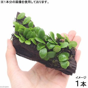 （観葉植物）テラ向け　マメヅタ付き流木　Ｓサイズ（１本）