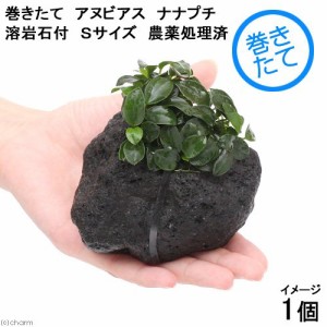 （水草）アヌビアスナナ　プチ　溶岩石　Ｓサイズ（５〜８ｃｍ）（水上葉）（１個）