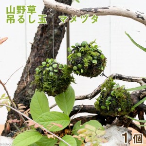 （盆栽）ミニ苔玉　吊るし玉　マメヅタ　（１個）