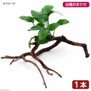 （水草）おまかせアヌビアス　枝状流木付　Ｍサイズ（１本）（２０ｃｍ〜）