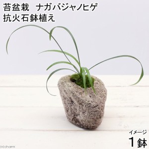 （山野草）苔盆栽　抗火石鉢植え　ナガバジャノヒゲ（１鉢）