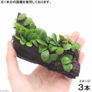 （観葉植物）テラ向け　マメヅタ付き流木　Ｓサイズ（３本）