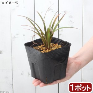 （観葉植物）タコノキ　苗　３〜４号（１ポット）オカヤドカリ