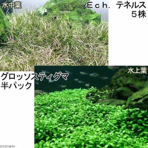 （水草）前景　２種セット　グロッソ（水上葉）（半パック分）＋エキノドルス　テネルス（５株）