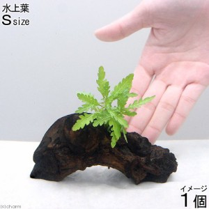 （水草）ハイグロフィラ　ピンナティフィダ　流木付　Ｓサイズ（水上葉）（無農薬）（１本）（約１５ｃｍ）