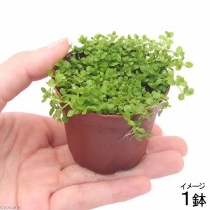 （水草）鉢植え　ニューラージパールグラス（水上葉）（無農薬）（１鉢）