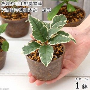 （山野草）盆栽　おまかせ山野草盆栽　穴有益子焼植木鉢（還元）（１鉢）