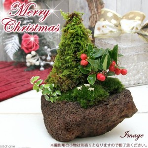 （山野草）苔盆栽　クリスマスツリー　溶岩石鉢植え（１鉢）　冬季販売ｖｅｒ