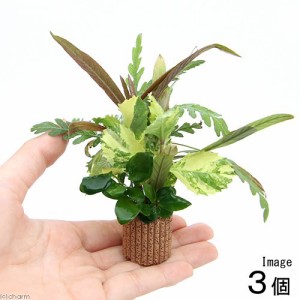 （水草）ライフマルチ（茶）寄せ植えミックス　Ｖｅｒ．クリスマスカラー（水上葉）（３個）