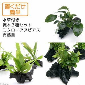 （水草）置くだけ簡単　水草付き流木３種セット（ミクロ・アヌビアス・有茎草）（水上葉）