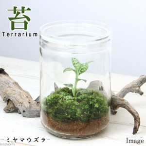 （観葉植物）苔テラリウム　ミヤマウズラ　ガラスボトルＬ　説明書付　ジュエルオーキッド　コケテラリウム　苔テラ　コケテラ　苔　イン