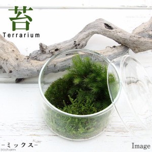 （観葉植物）苔テラリウム　苔ミックス　蓋付カップＬ　説明書付　コケテラリウム　苔テラ　コケテラ　苔　インテリア