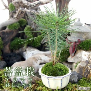 （山野草）苔盆栽　アカマツ　おまかせ色小鉢（１鉢）