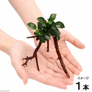 （水草）アヌビアス　ナナ　プチ　ブランチアーチ流木付（約１５ｃｍ〜）（水上葉）（１本）