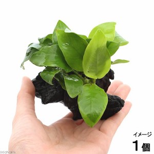 （水草）アヌビアスナナ　ゴールデン　流木付　ＳＳサイズ（水上葉）（１本）（約１０ｃｍ）