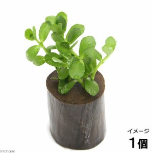 （水草）バコパ　モンニエリ（水上葉）ログポット付（無農薬）（１個）