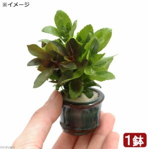 （水草）豆鉢　クリスマスカラーの寄せ植えミックス（水上葉）（１個）