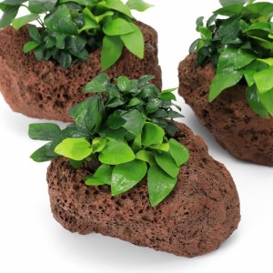 （水草）溶岩石鉢　おまかせアヌビアス３種寄せ植え（水上葉）（１個）