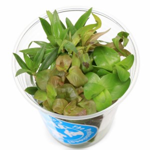 （水草）イキイキカップ入り水草　ビオトープ向き水草　〜ＢＩＯＴＯＰＥ〜　４種（無農薬）（水上葉）（１カップ）（水草説明書付）メダ